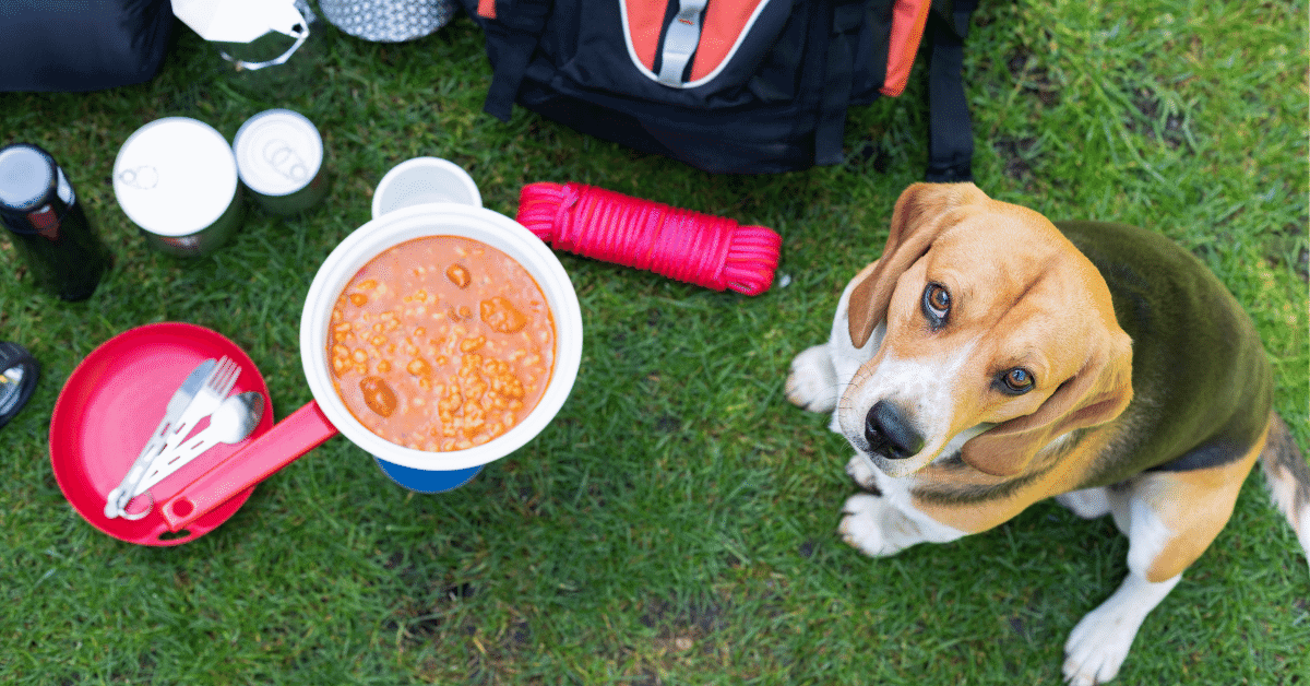 beagle at a campsite by some food cooking