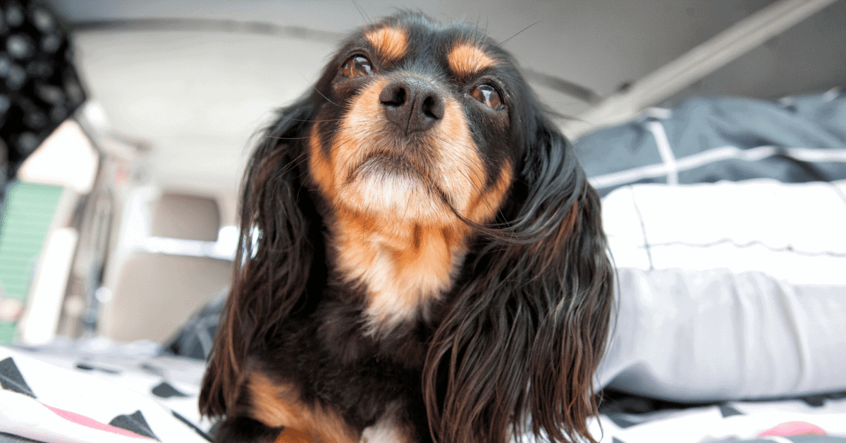 cute small dog in a camper