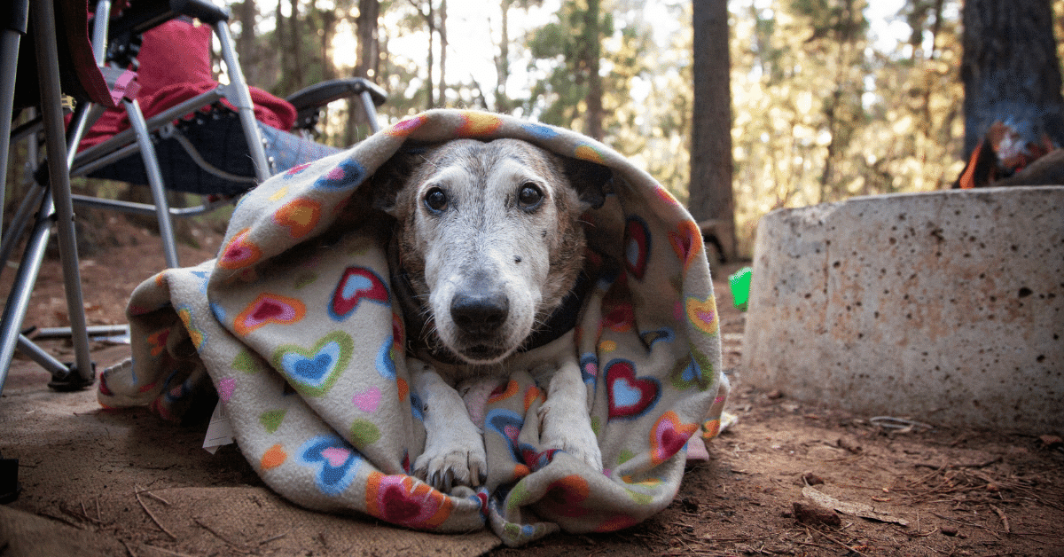 dog chilling by the campfire wrapped in a blanket