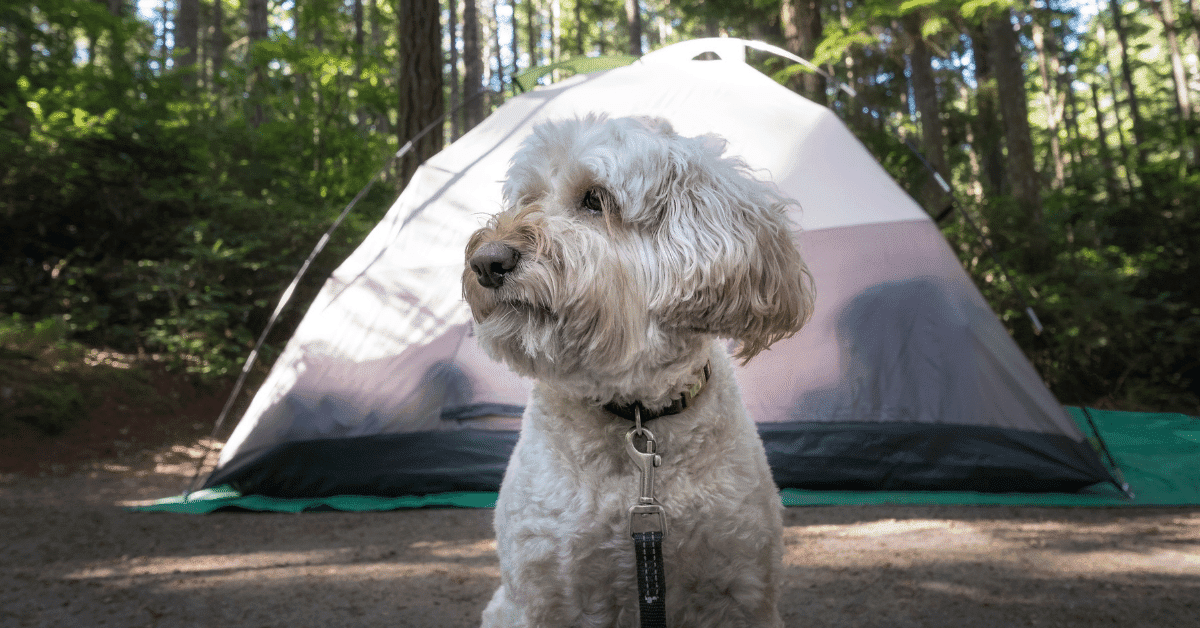 small white dog camping in front of a tent