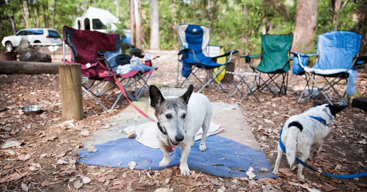 two dogs on leashes at a campsite