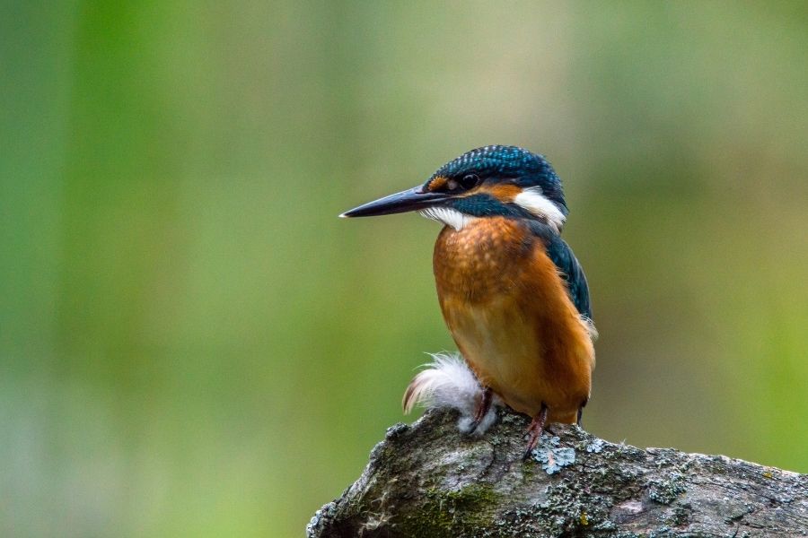 Bird Watching While Hiking