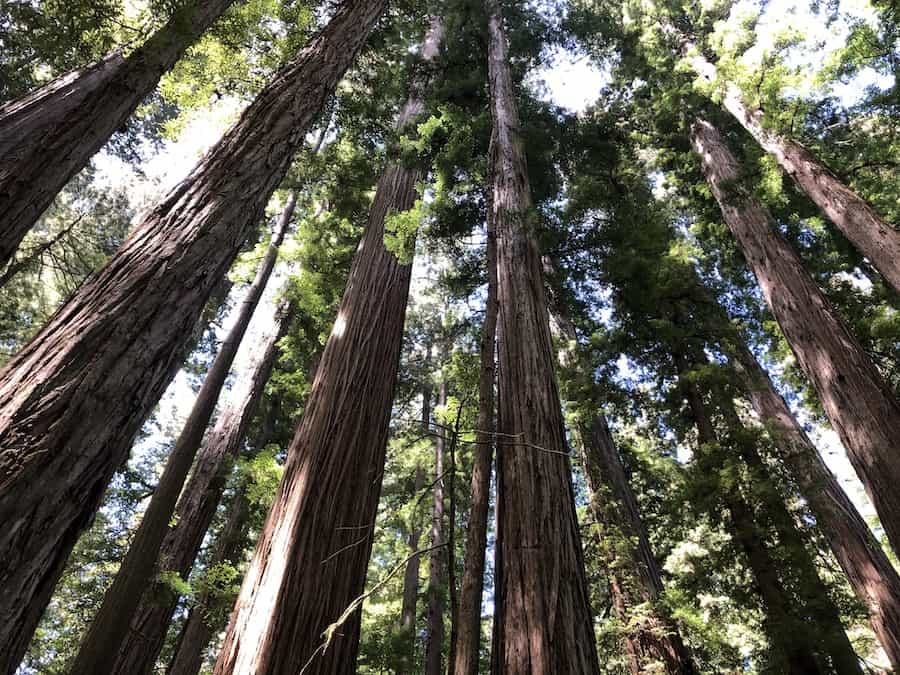 Redwood Forest Trees