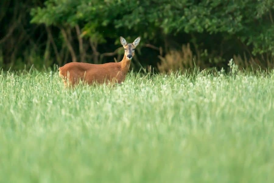 Spotting a Deer on a Hike in Meadow