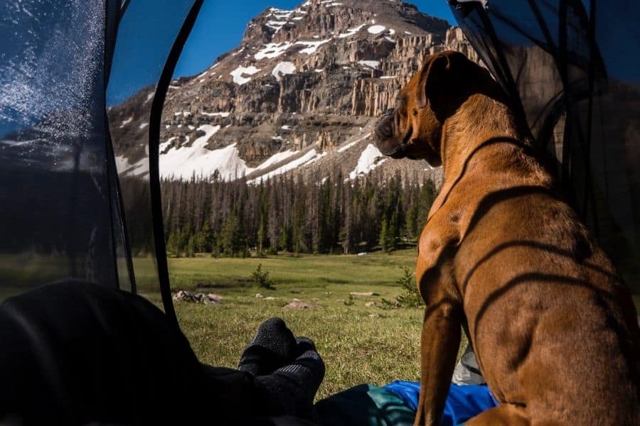 Dog Sitting on Dog Sleeping Bag Camping