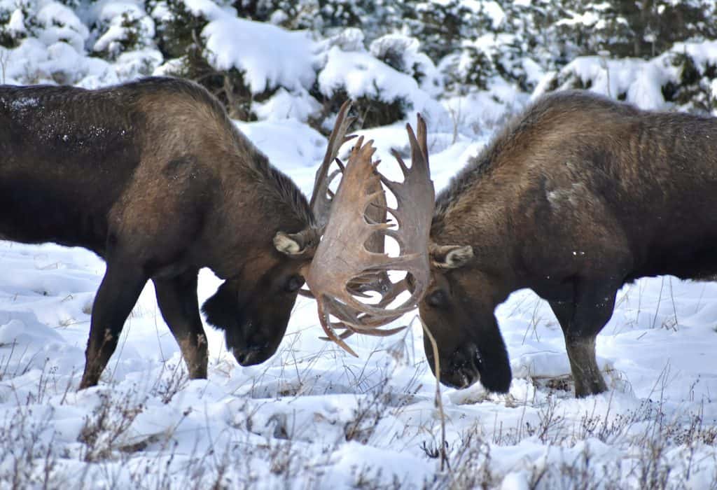 Raised in Alaska - Moose Clash