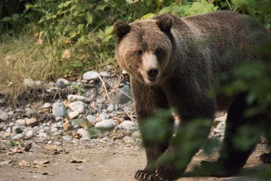 When to use bear spray