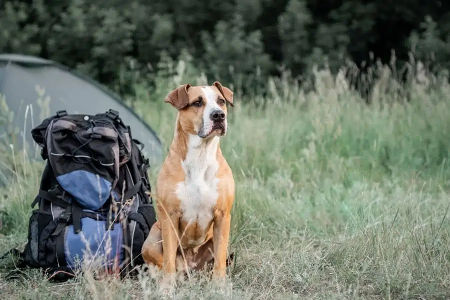 hiking with dogs