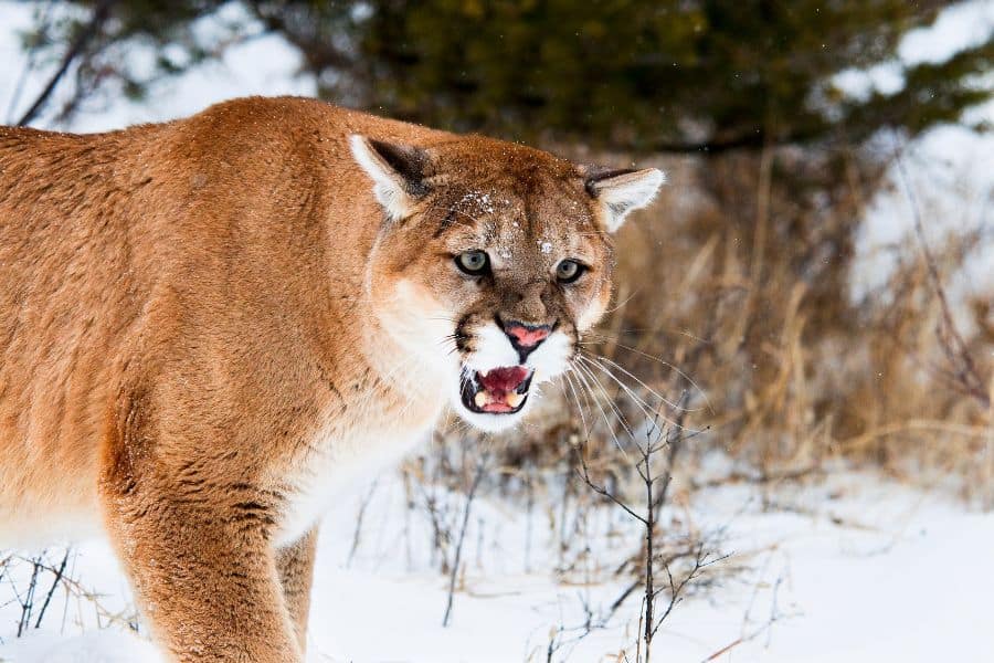 Do Mountain Lions Attack Humans?