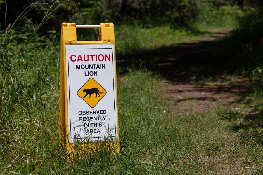 Watch for signs of mountain lions