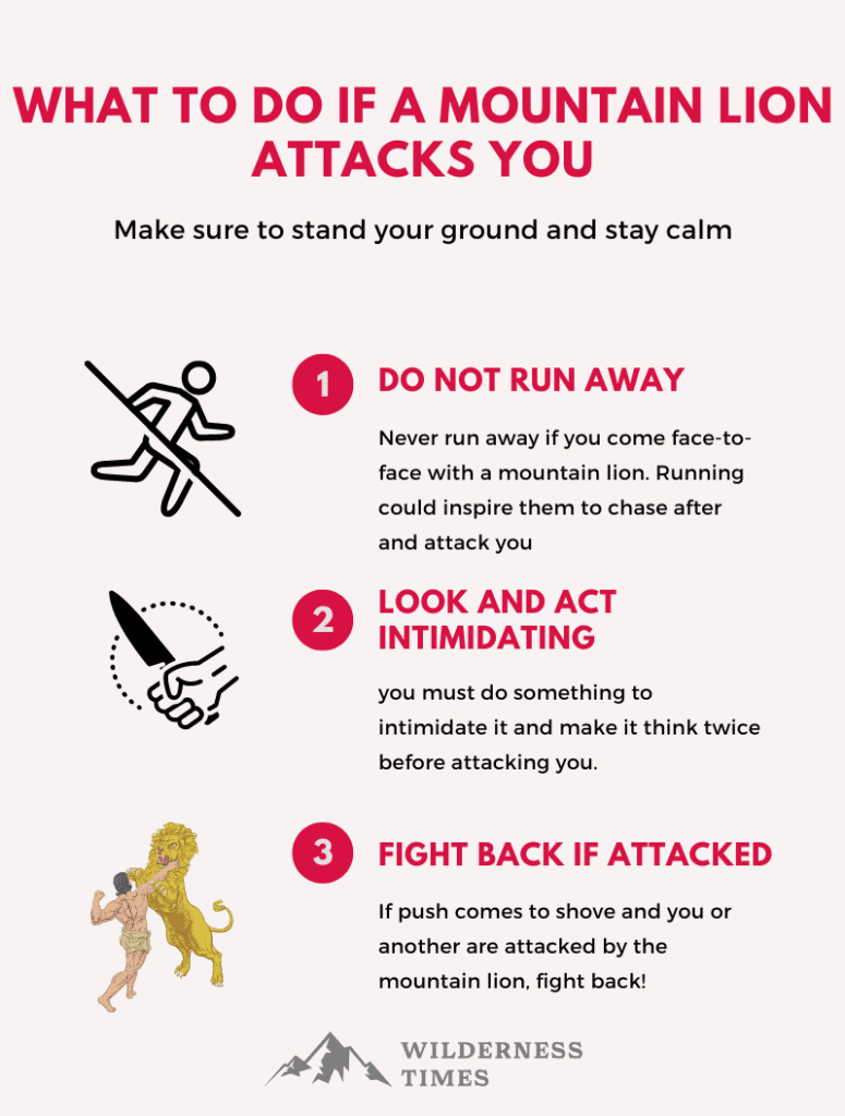 What To Do if a Mountain Lion Attacks You