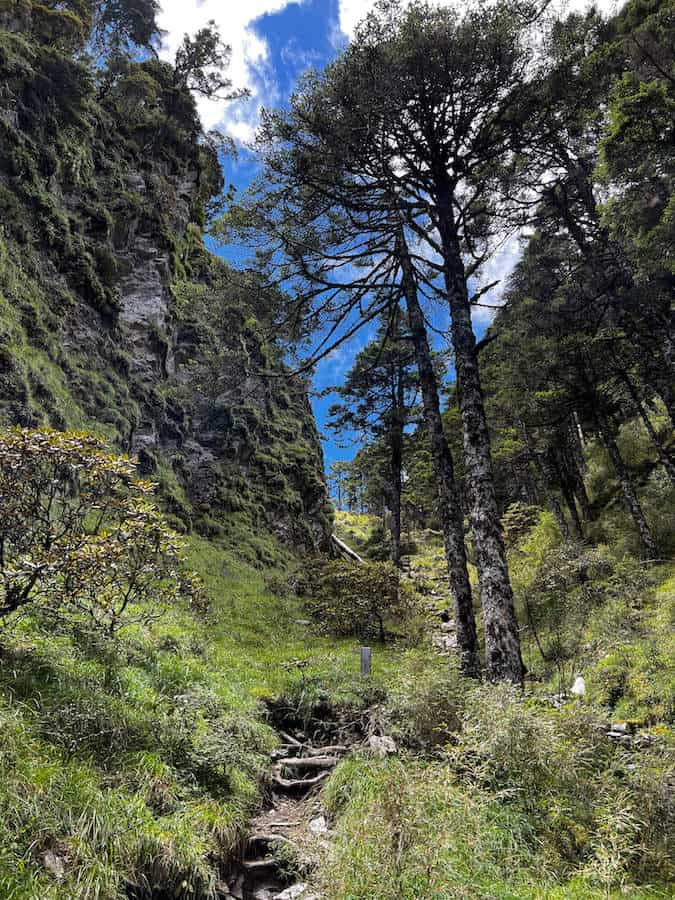 Taiwan Vegetation