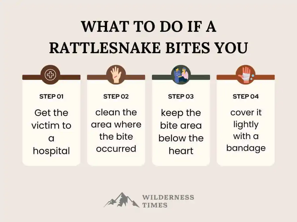 What not to Do if a Rattlesnake Bites You