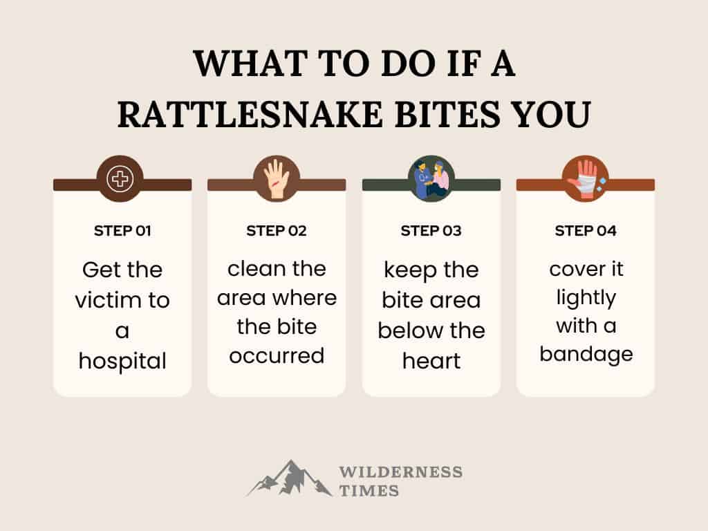 What not to Do if a Rattlesnake Bites You