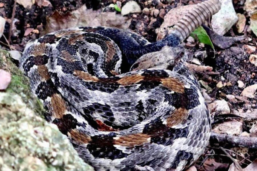 how to recognize when you see a rattle snake while hiking