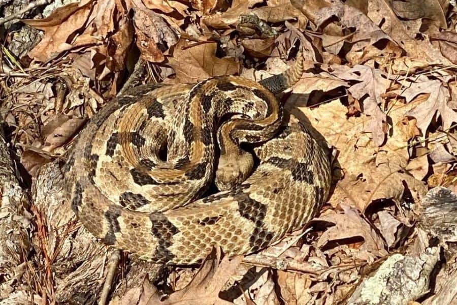 intro first pic what to do when you see a rattle snake while hiking