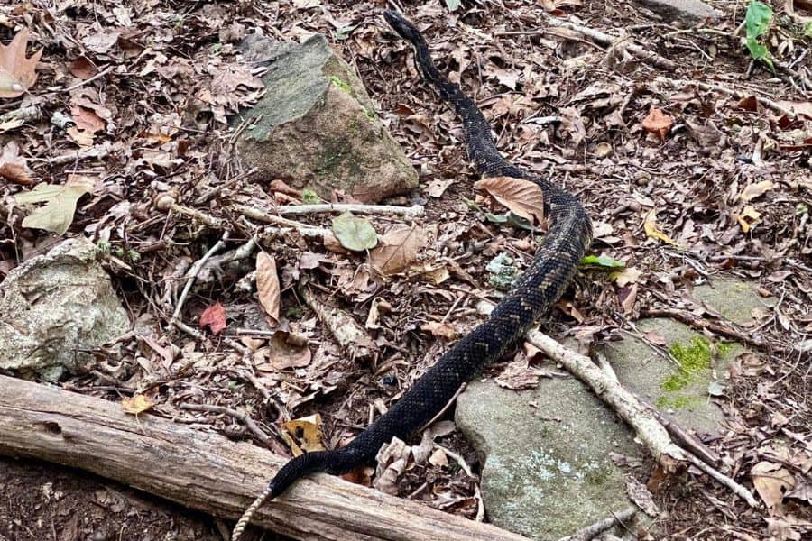 what not to do when you encounter a rattle snake while hiking