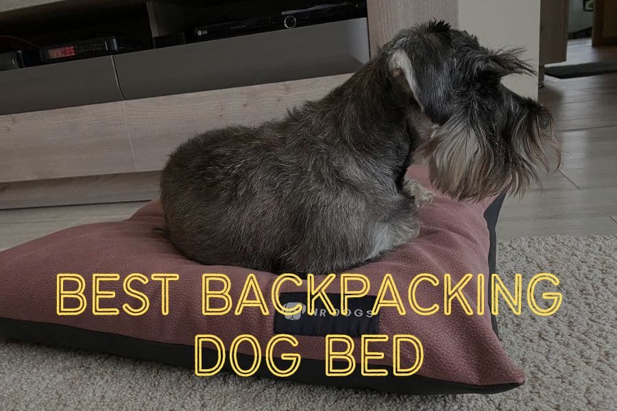 Best Dog Camping Bed 