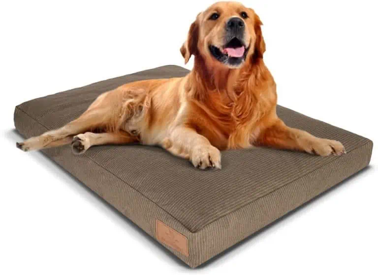 11 Best Dog Beds for Camping & Backpacking Dog Beds 2023