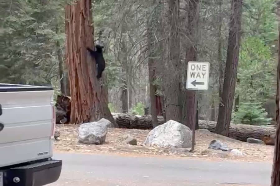 Black Bear Climbing a Tree at a Campground