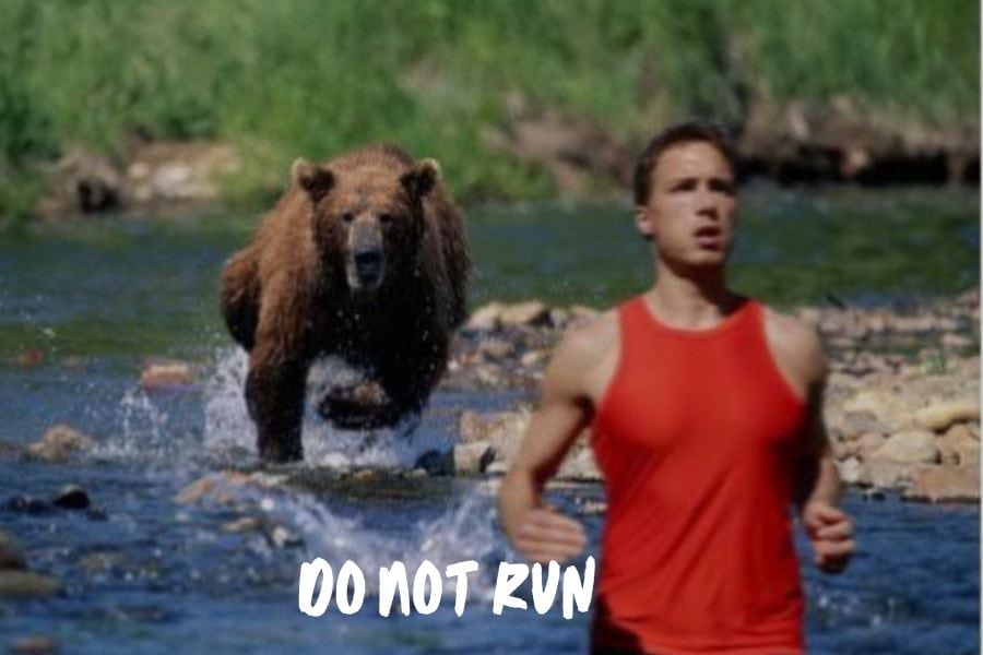 How Fast Can A Bear Run?