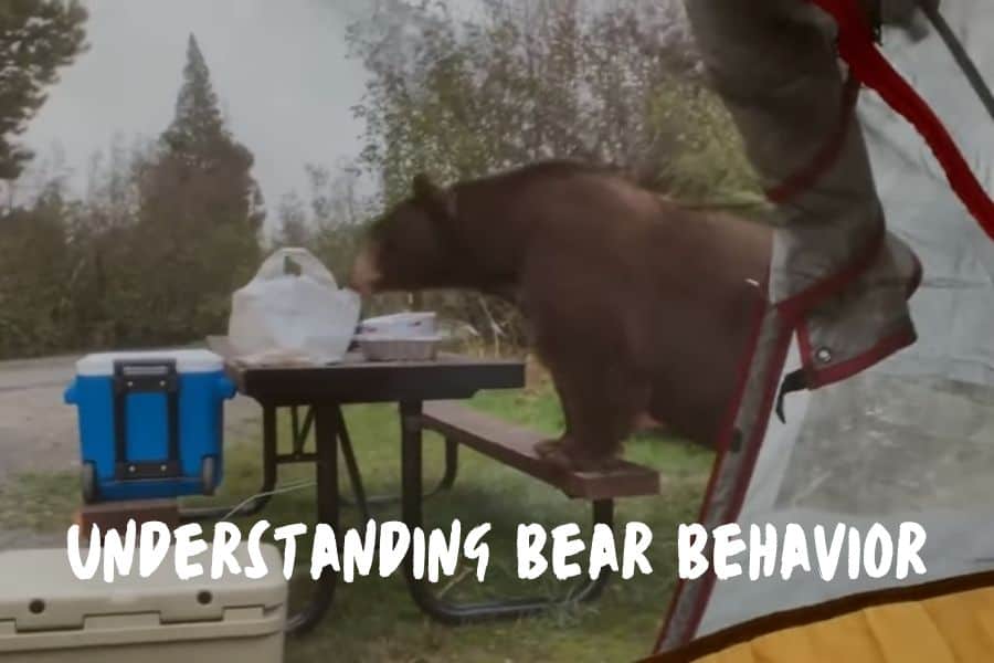 Understand Bear Behavior
