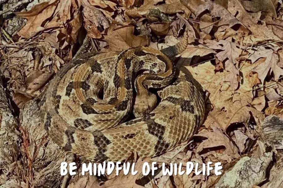 Be Mindful Of Wildlife