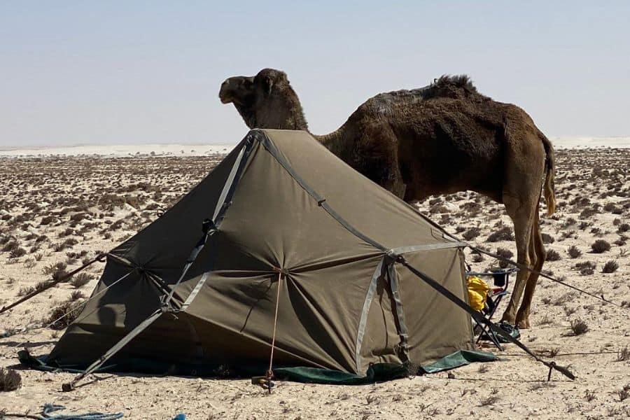 Hamish the camel who carried my brilliant, bomb-proof, very heavy tent for 7.5 months