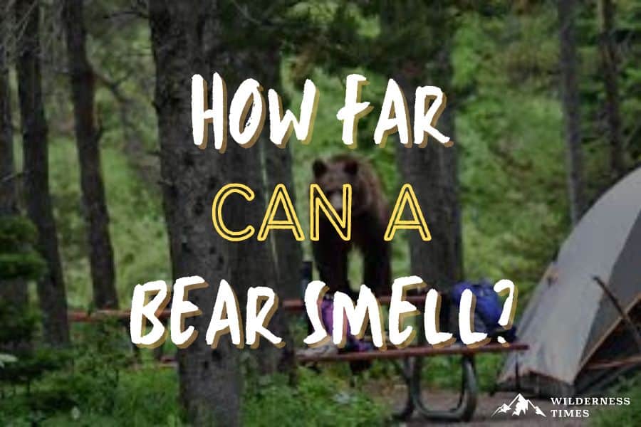 How Far Can A Bear Smell? Bears & Their Super Snouts