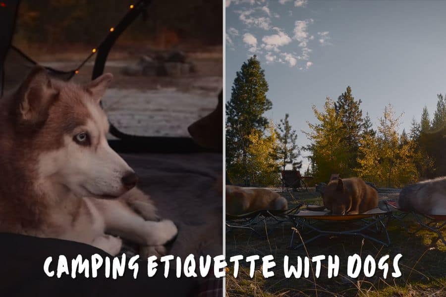 Camping Etiquette With Dogs