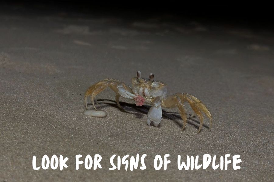 Look For Signs Of Wildlife