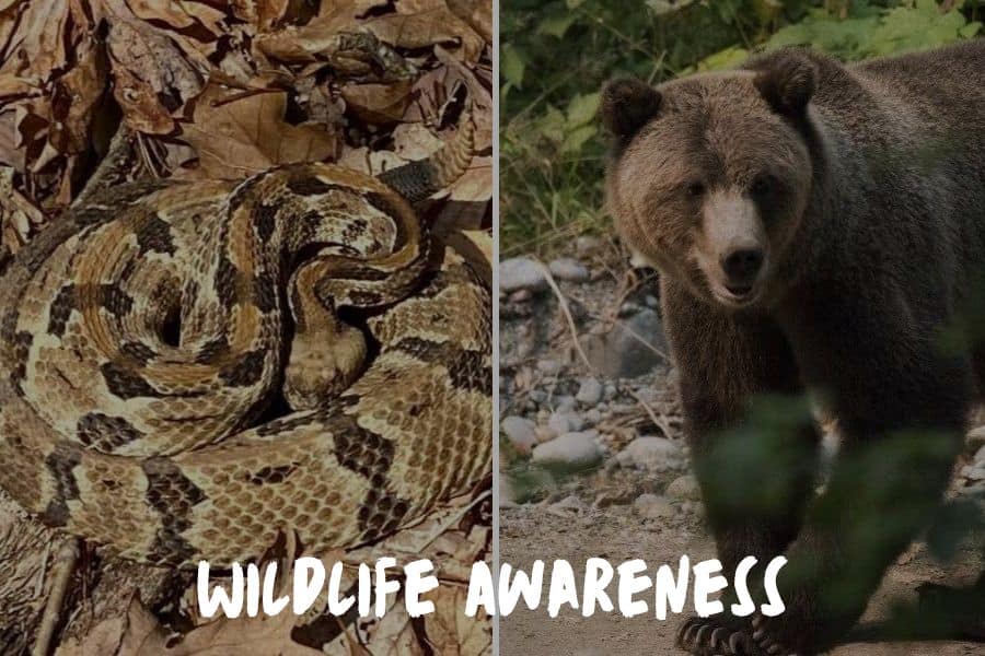Wildlife Awareness