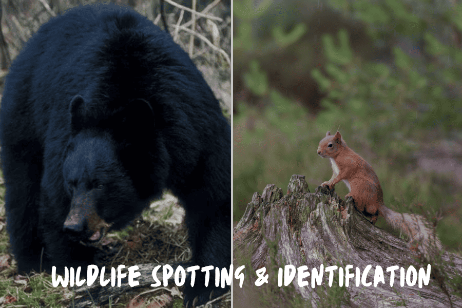 Wildlife Spotting & Identification