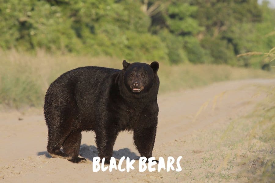 Black Bears