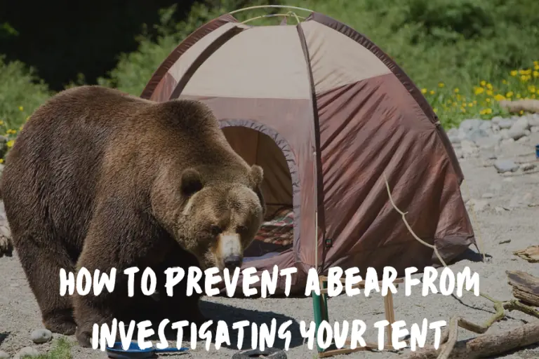What To Do If A Bear Is Outside Your Tent?