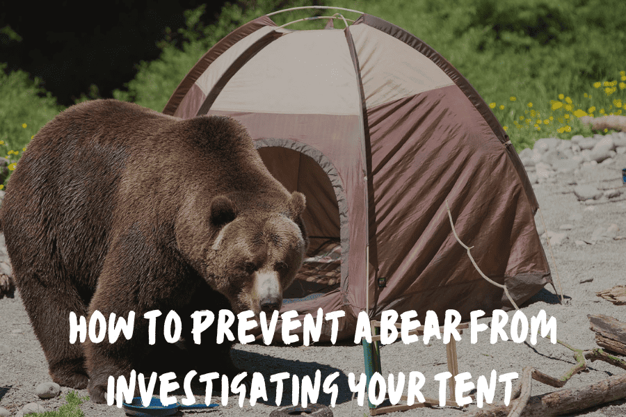 How To Prevent A Bear From Investigating Your Tent