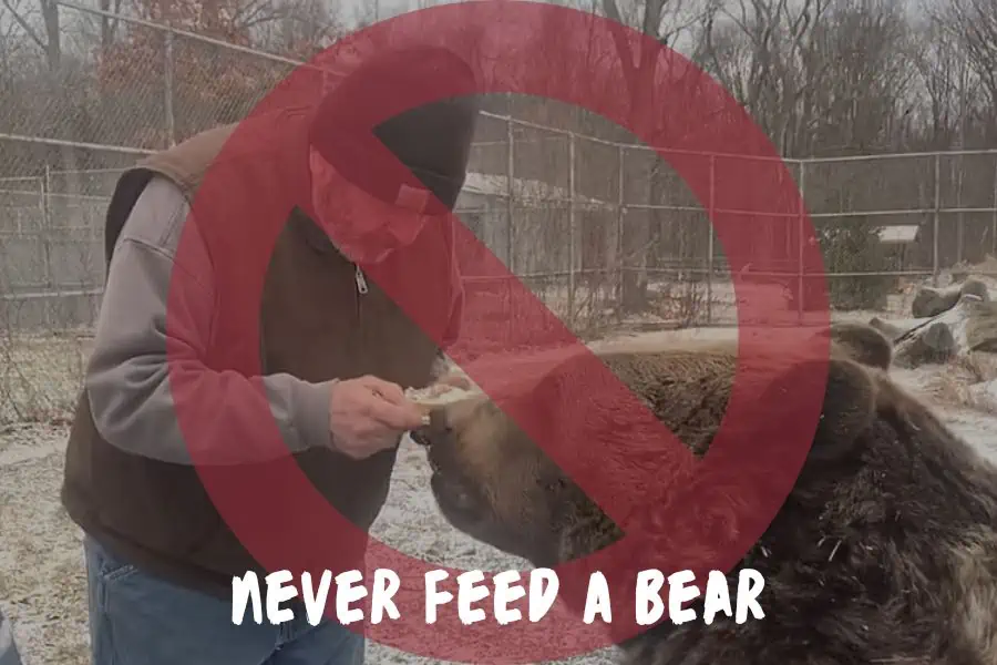 Never Feed A Bear