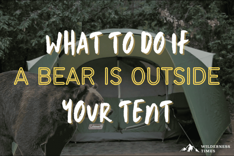 what to do if a bear is outside your tent
