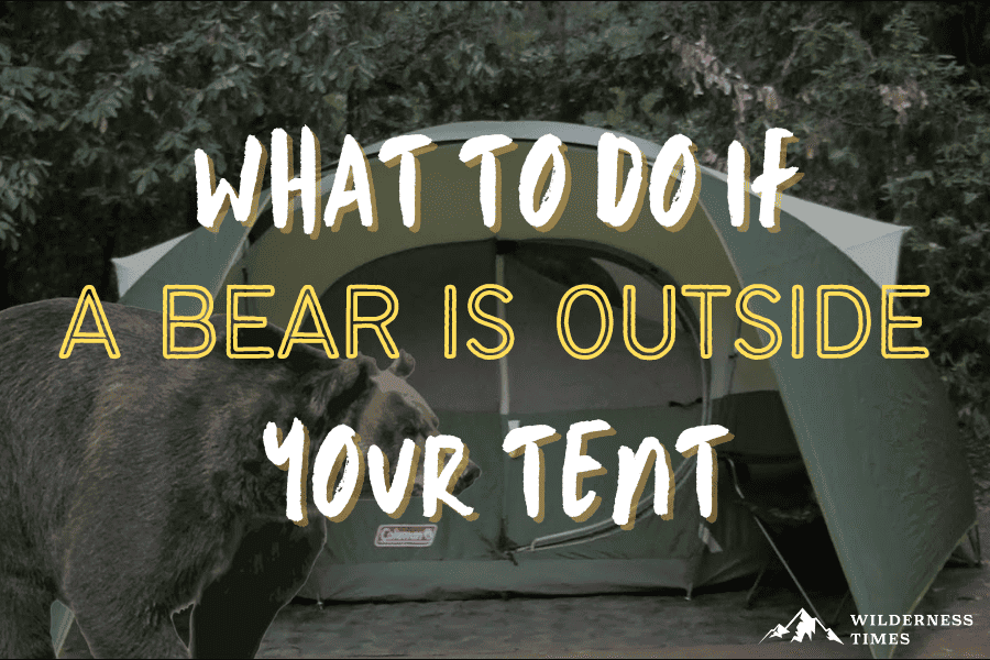 what to do if a bear is outside your tent