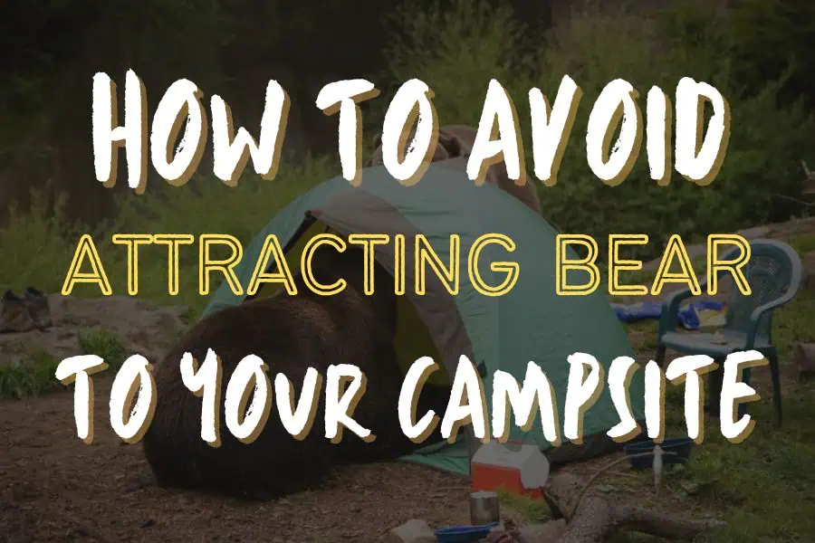 6 Errors That Entice Bears to Your Campsite (And Easy methods to Keep away from Them!)
