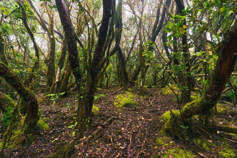 dense Tasmanian forest
